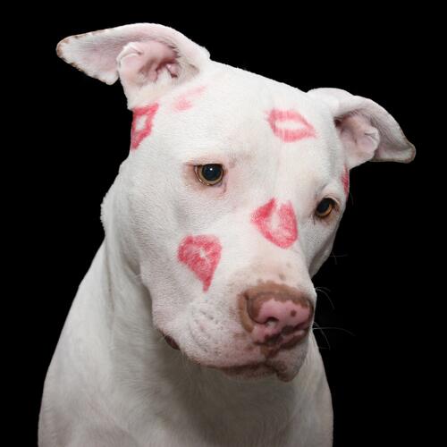 White dog with lipstick on, kissed.