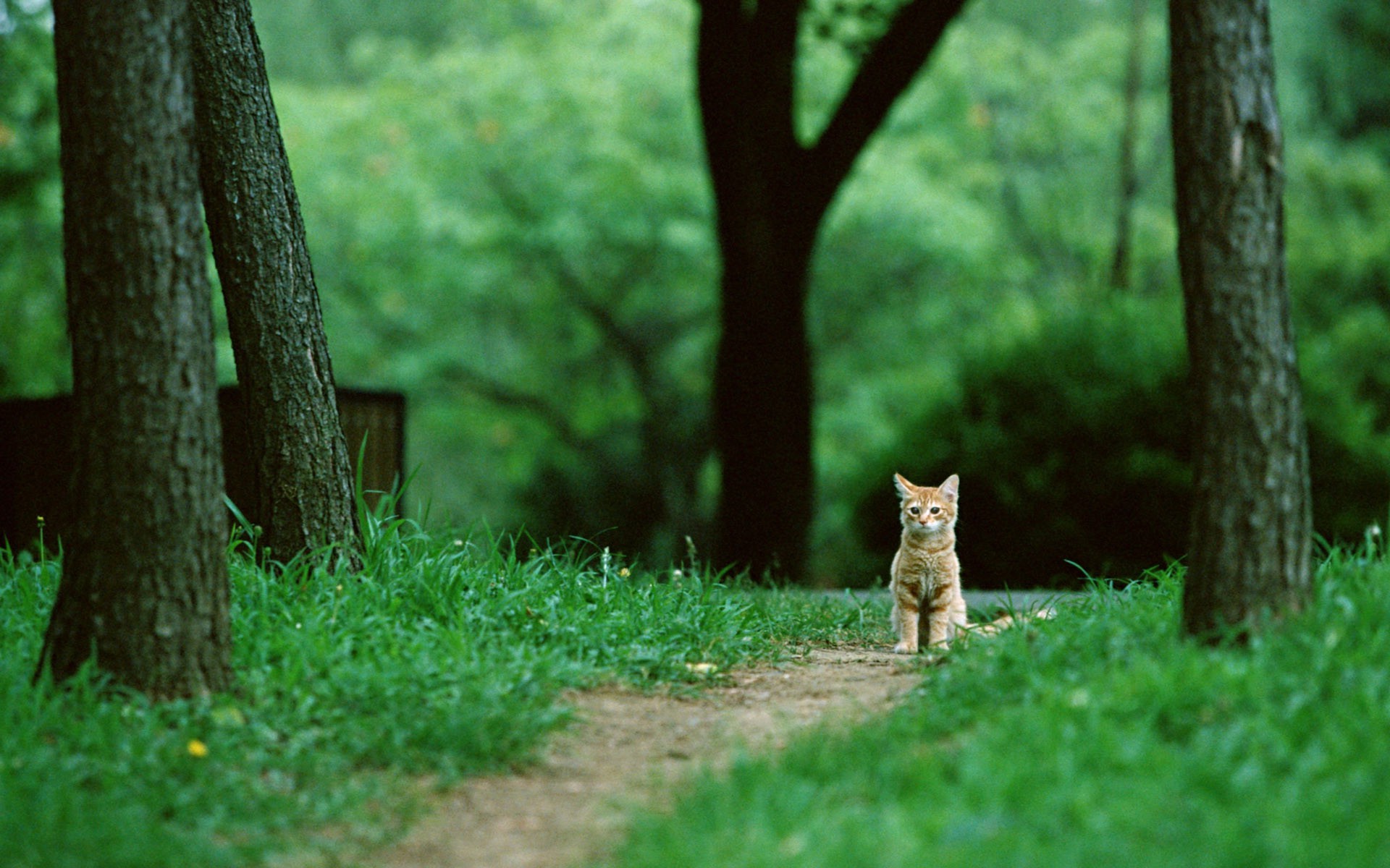 A red kitten sits on a path in the park