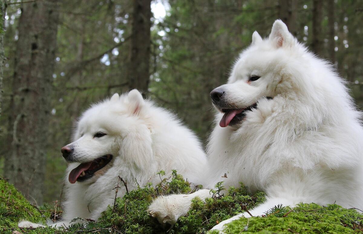 Two white dogs in the woods