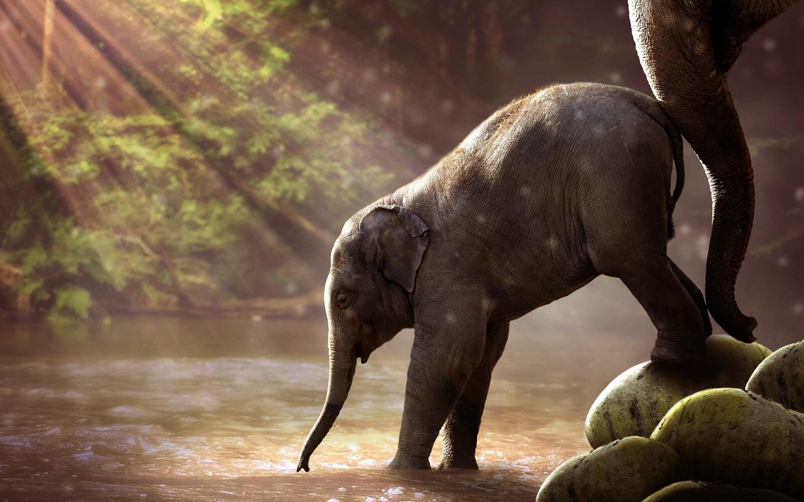 Бесплатное фото Мама слониха подталкивает своего малыша чтобы он напился водой