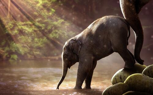 Мама слониха подталкивает своего малыша чтобы он напился водой