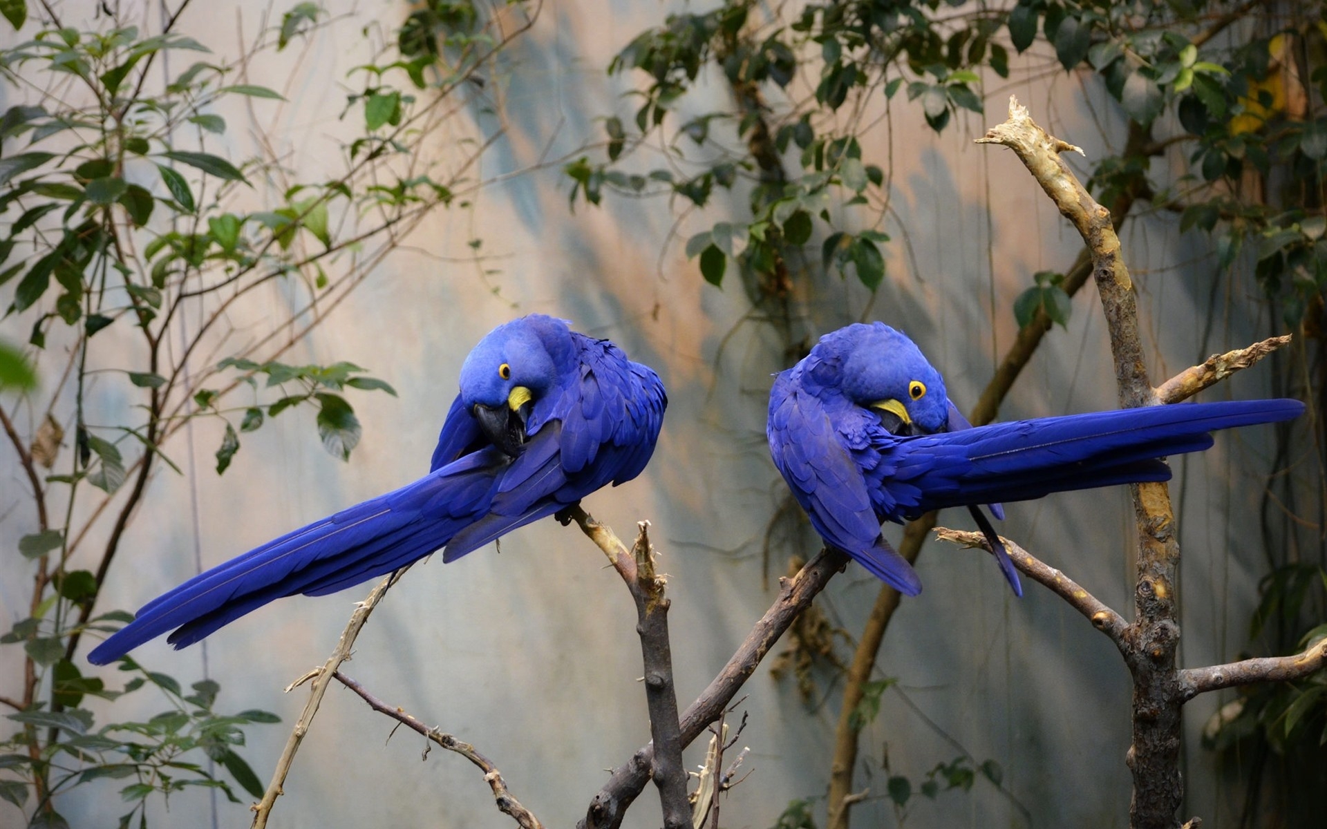 Free photo Two blue macaws
