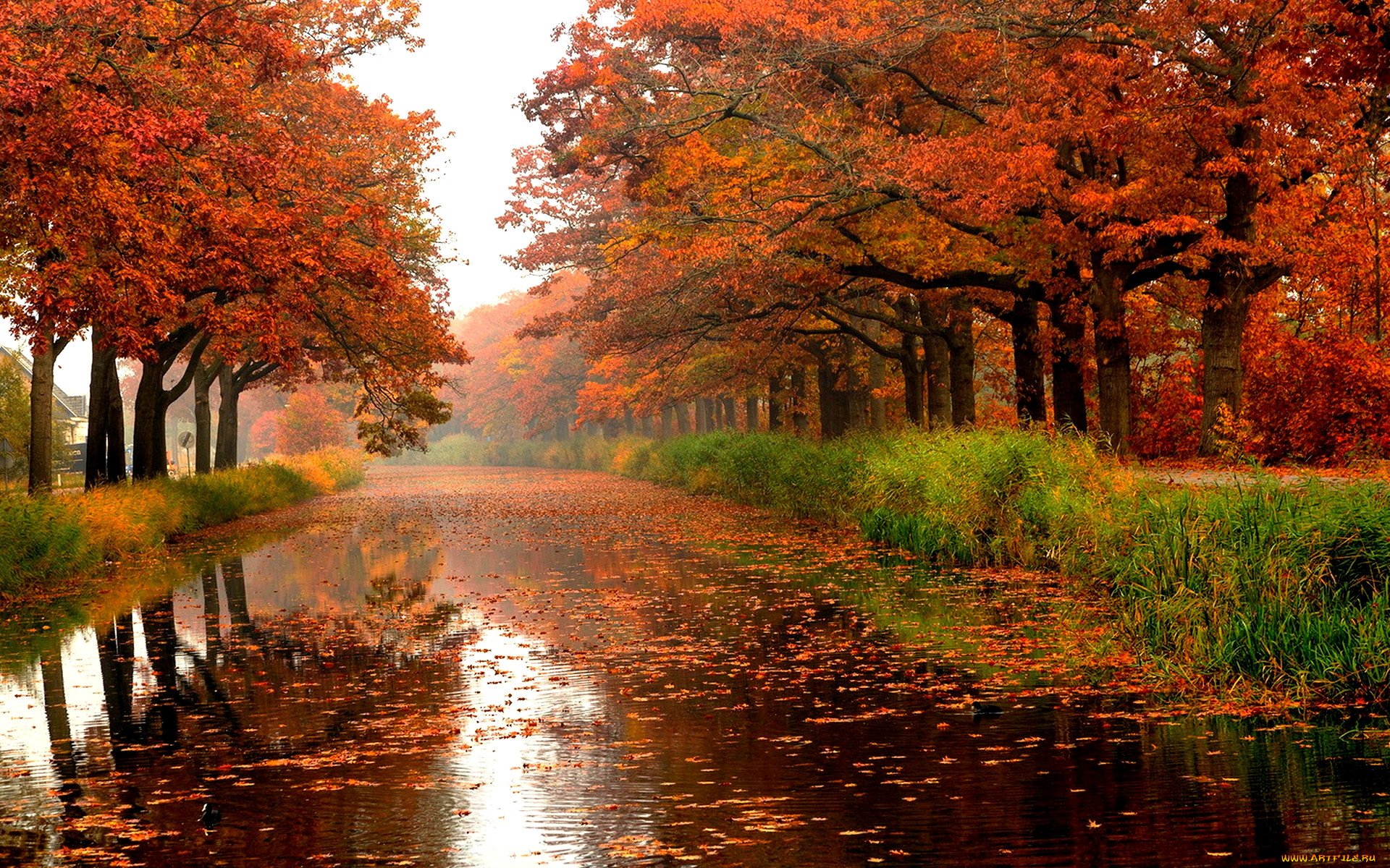 Фото бесплатно золотая осень, парк, деревья