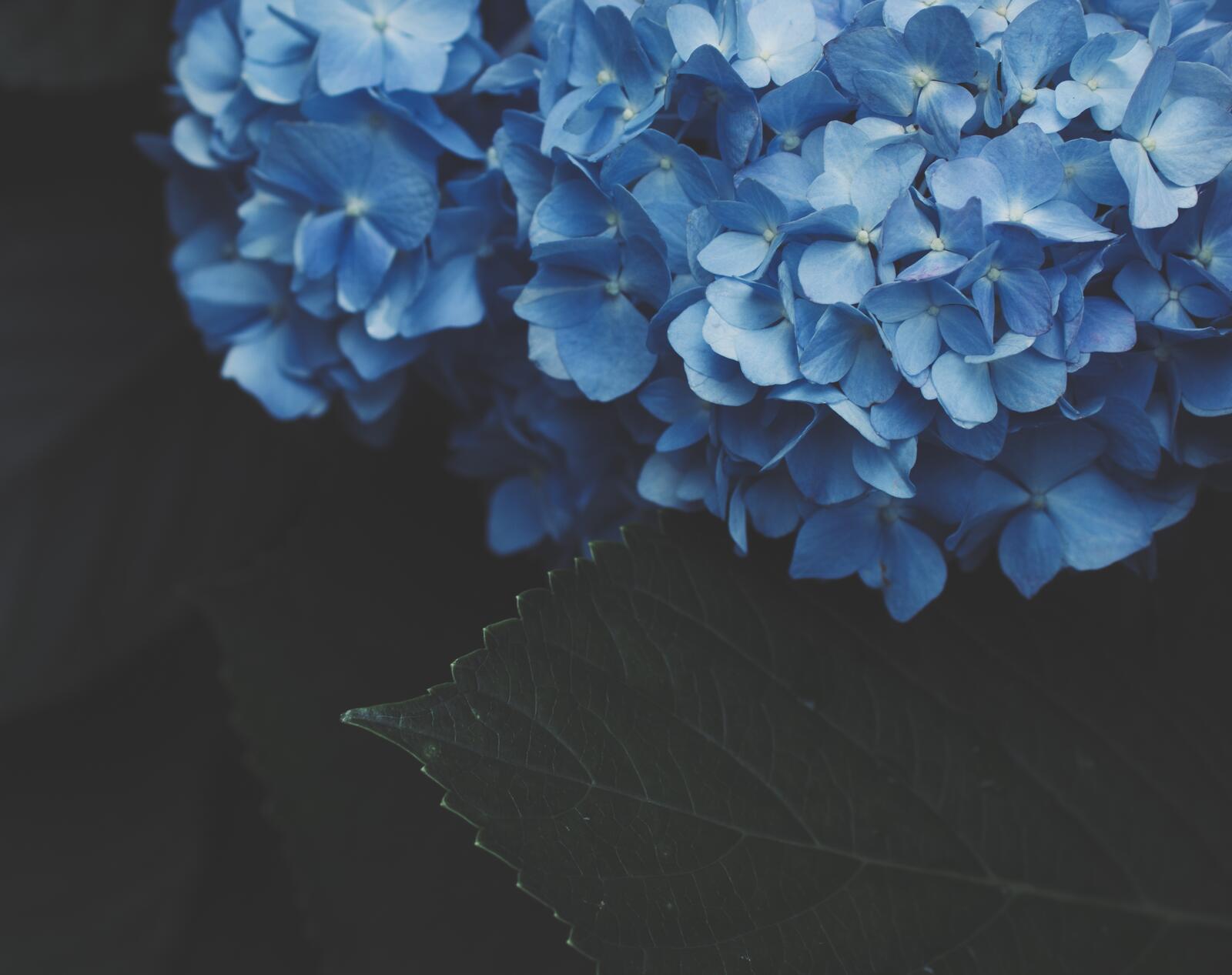 Бесплатное фото Пучок голубой гортензии