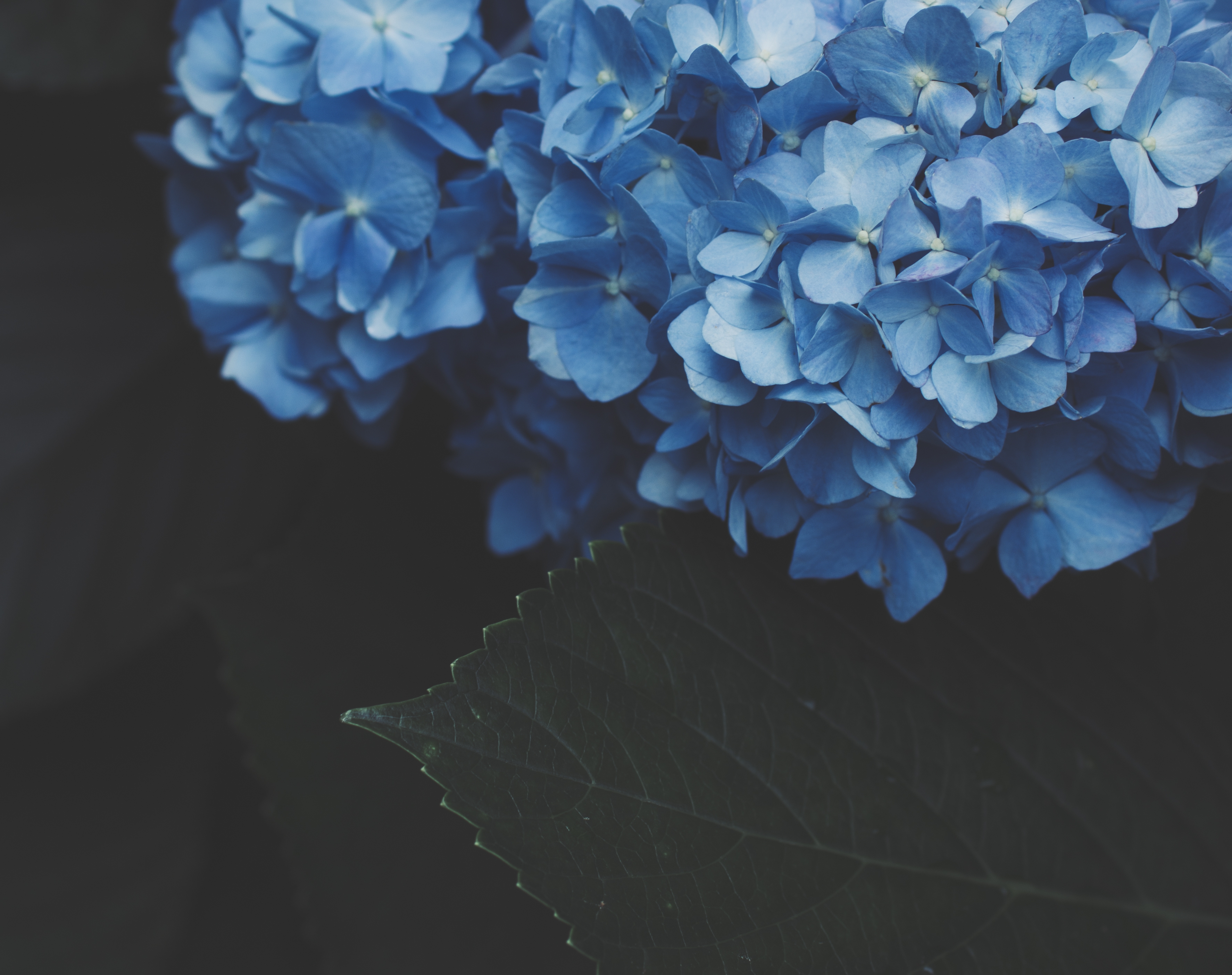 免费照片一束蓝色绣球花