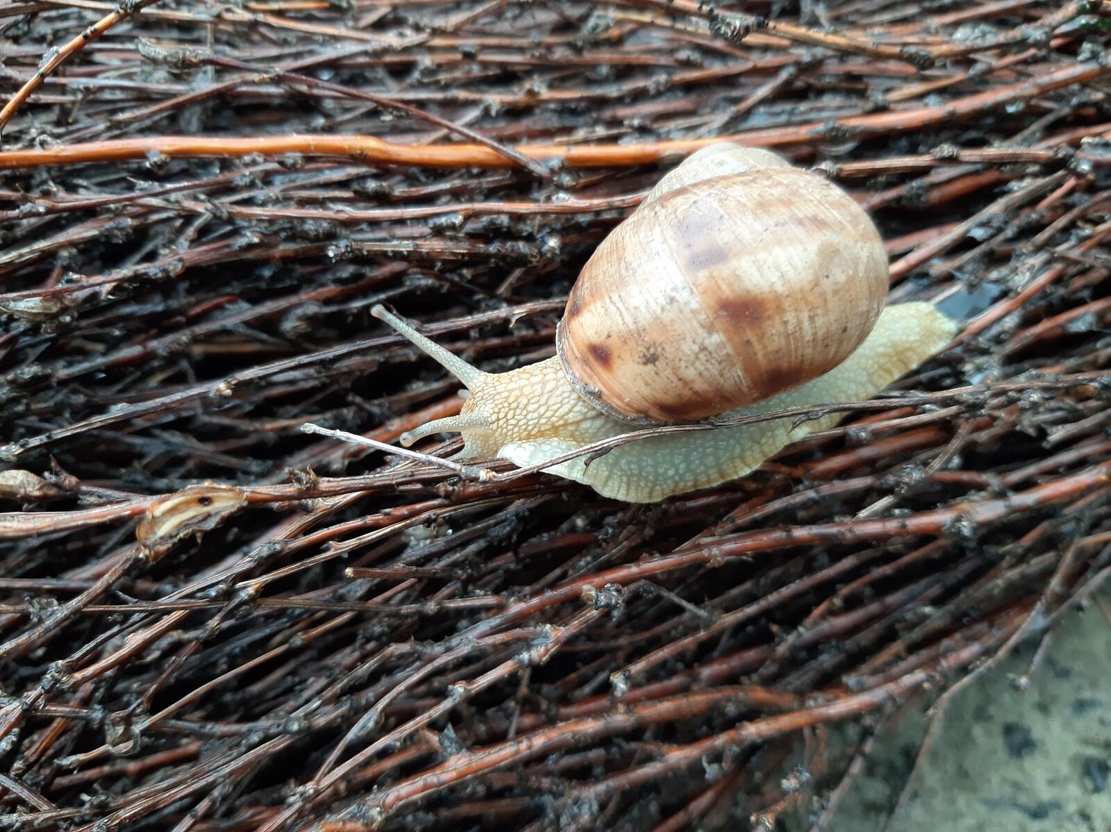 Free photo A snail crawls on branches