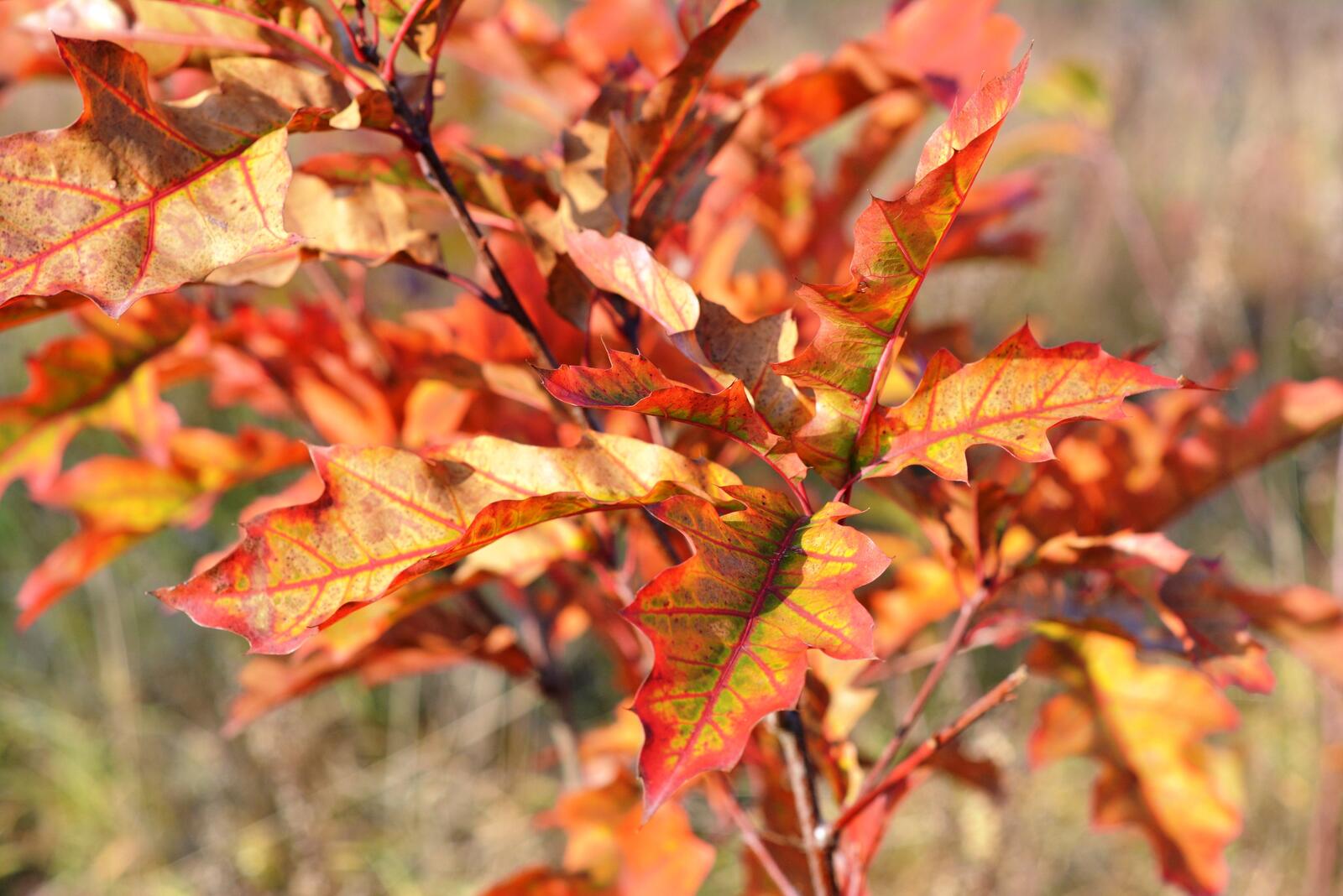 Бесплатное фото Веточка с осенними листьями оранжевого цвета