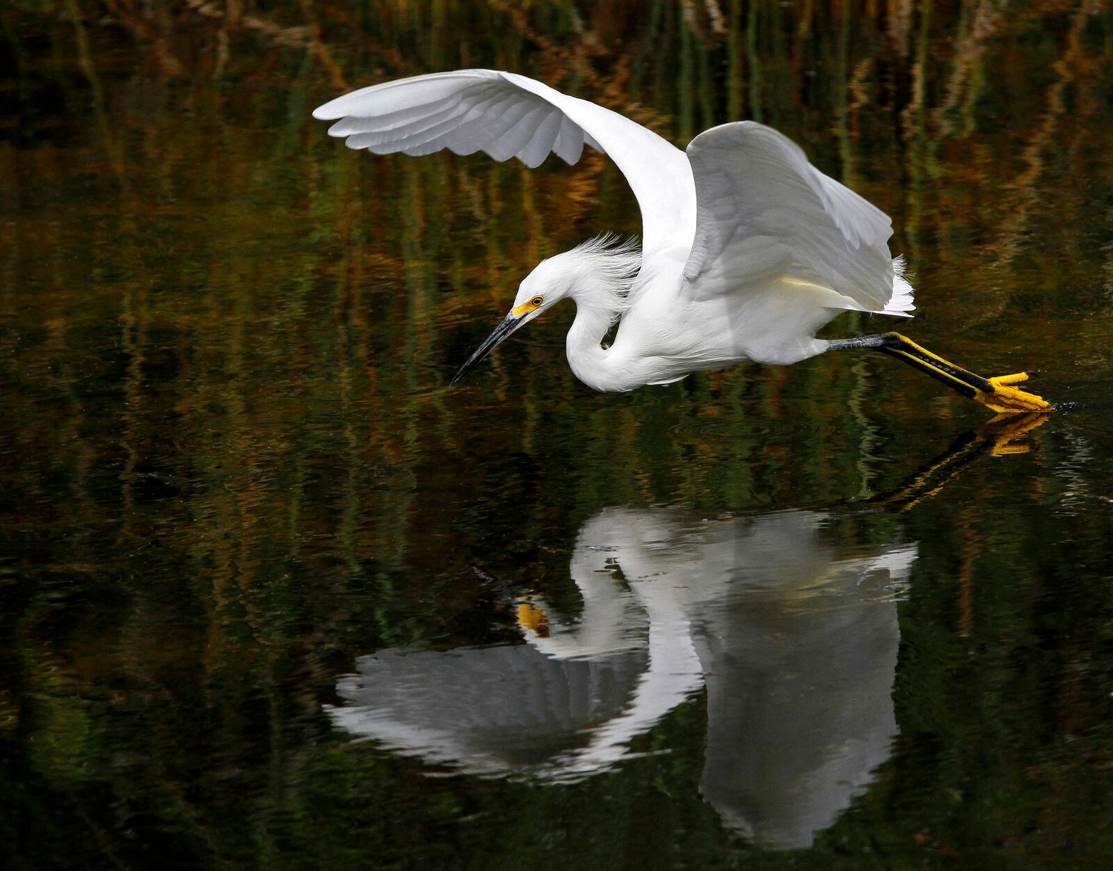 Free photo A heron flies low over the water
