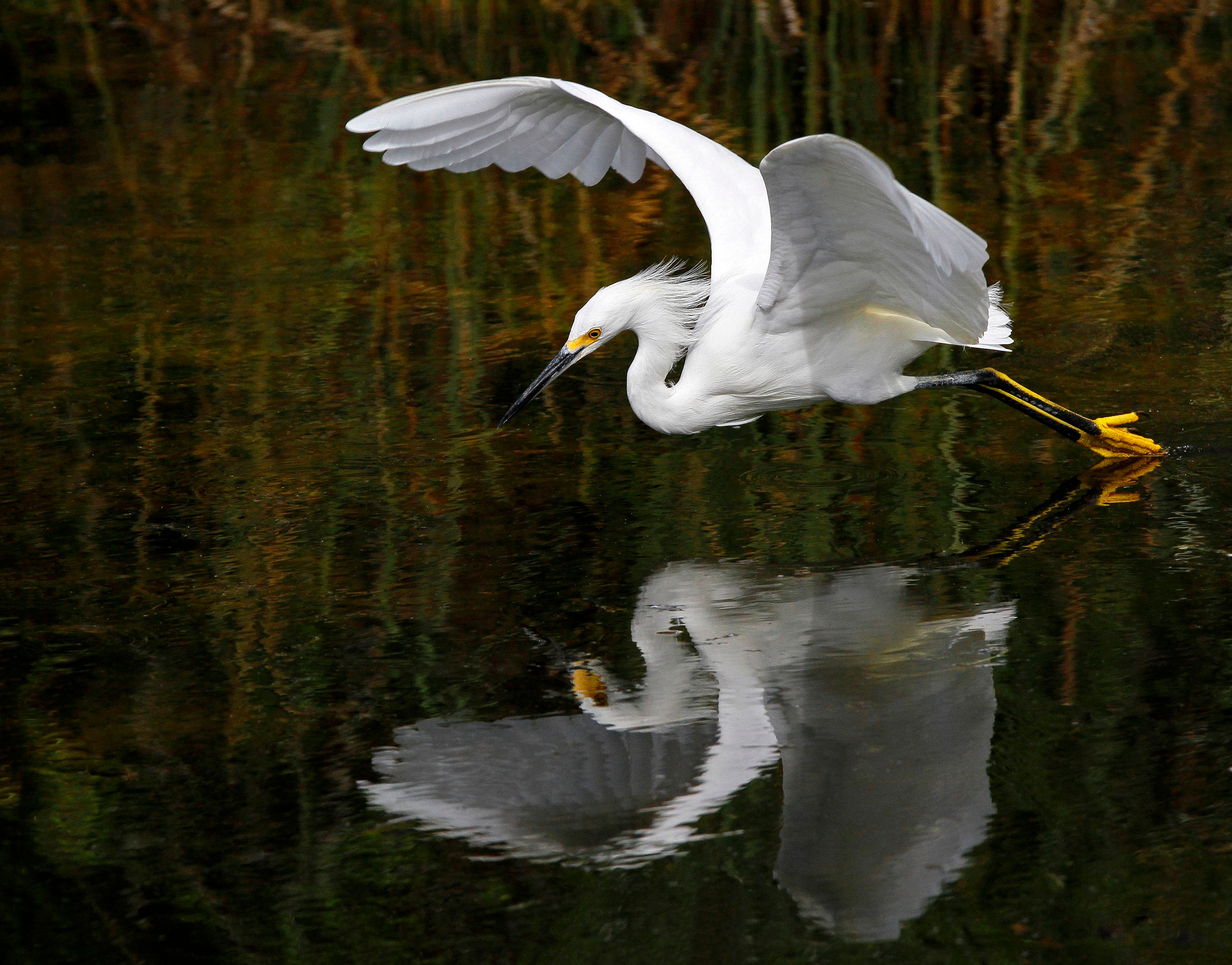 免费照片一只苍鹭在水面上低飞