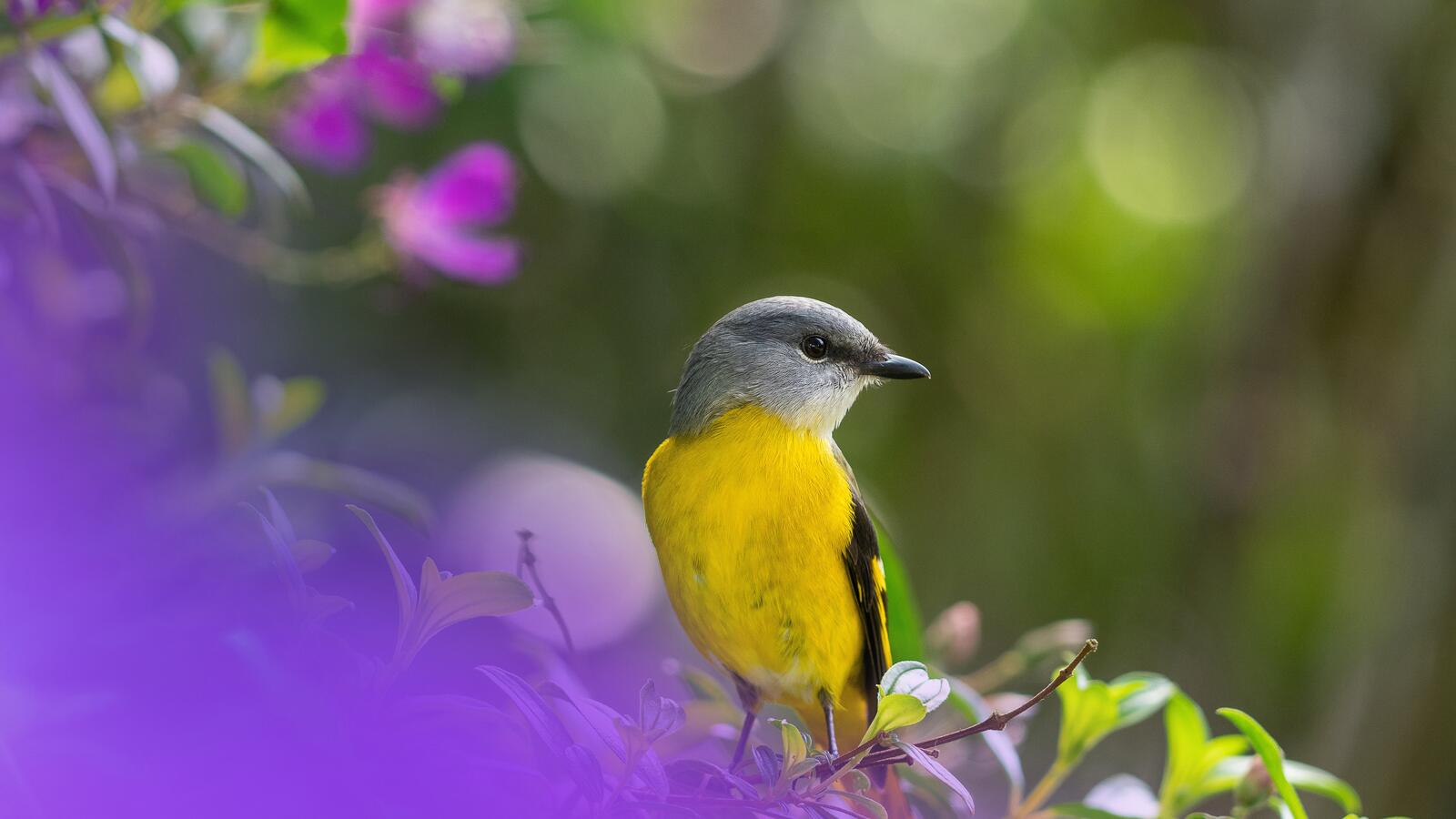 Бесплатное фото Маленькая птичка с желтой грудкой сидит на ветке