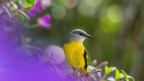 Маленькая птичка с желтой грудкой сидит на ветке