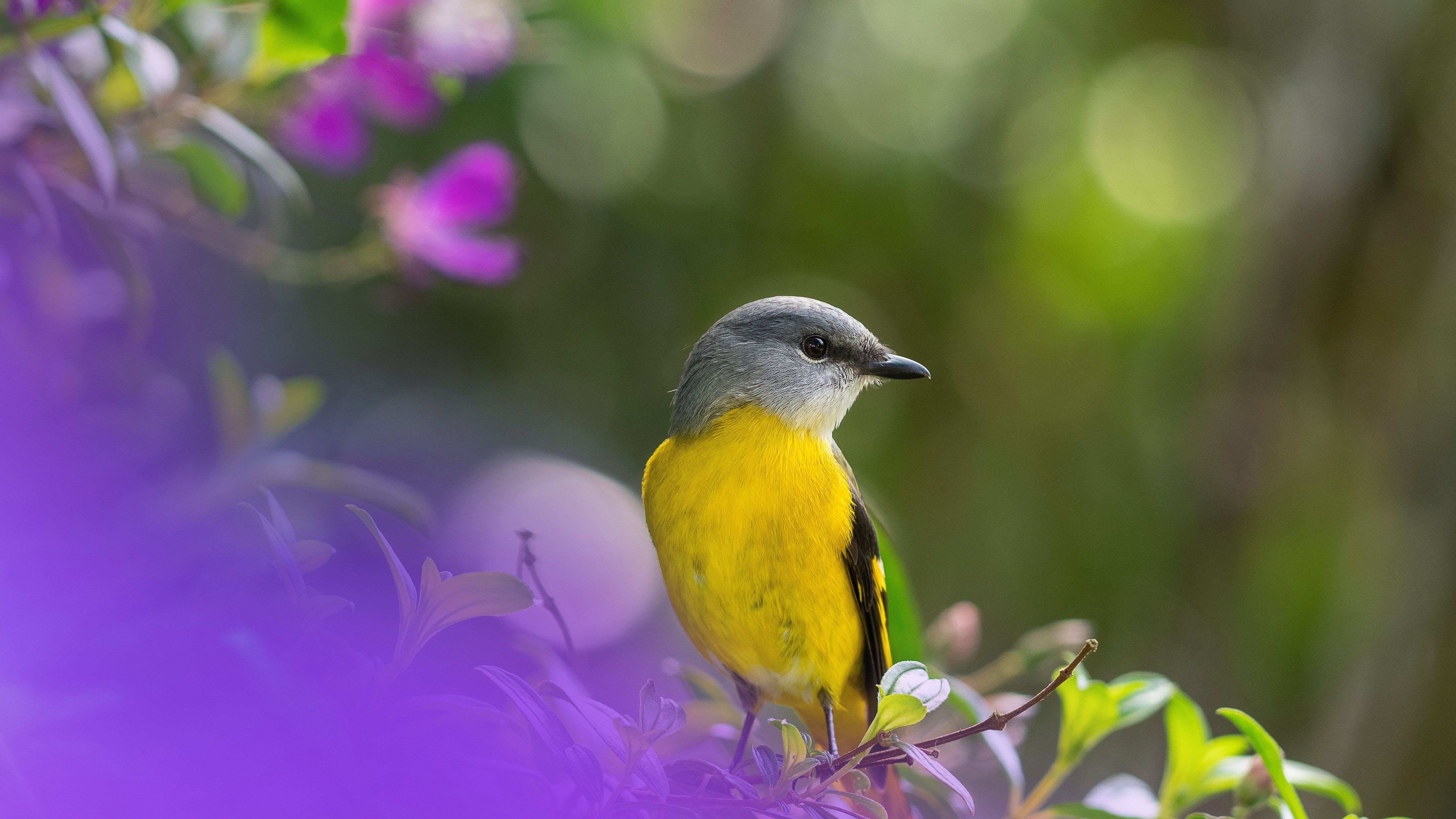 免费照片一只黄色胸部的小鸟坐在树枝上