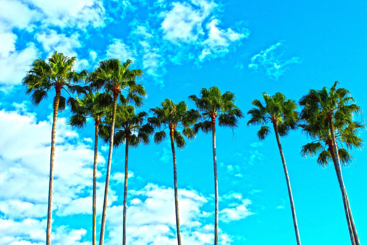 Tall palm trees against a blue sky