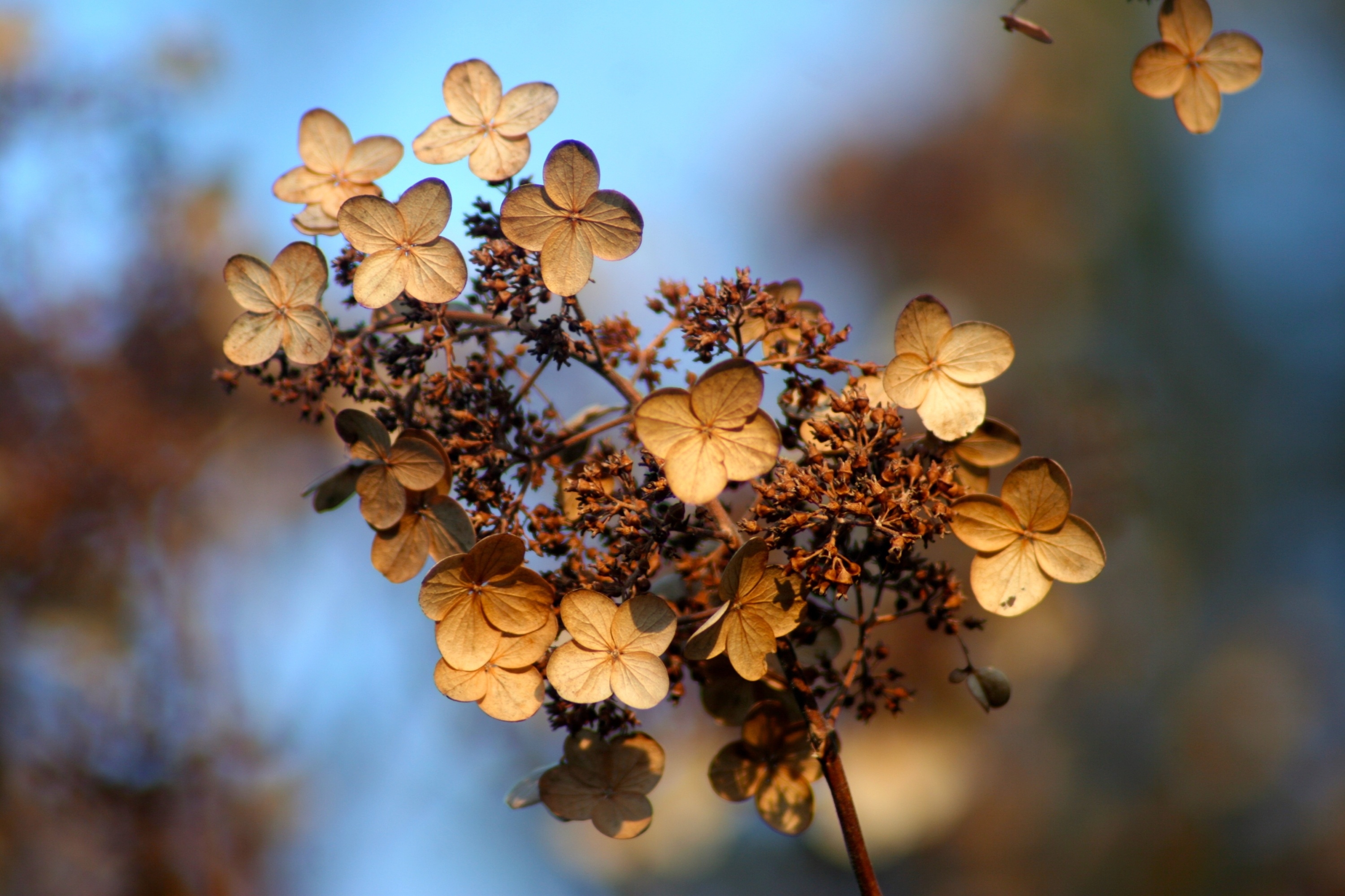 Бесплатное фото Сухие осенний листья на веточке