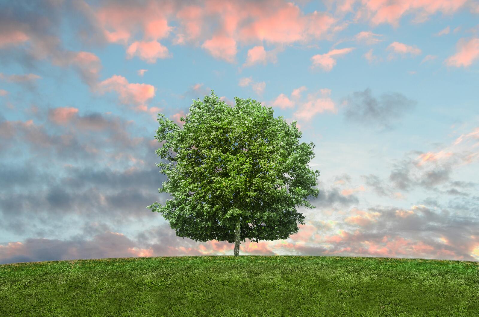 Бесплатное фото Поле с зеленой травой на котором растет одинокое дерево с зеленой листвой