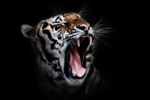 A tiger yawning on a black background