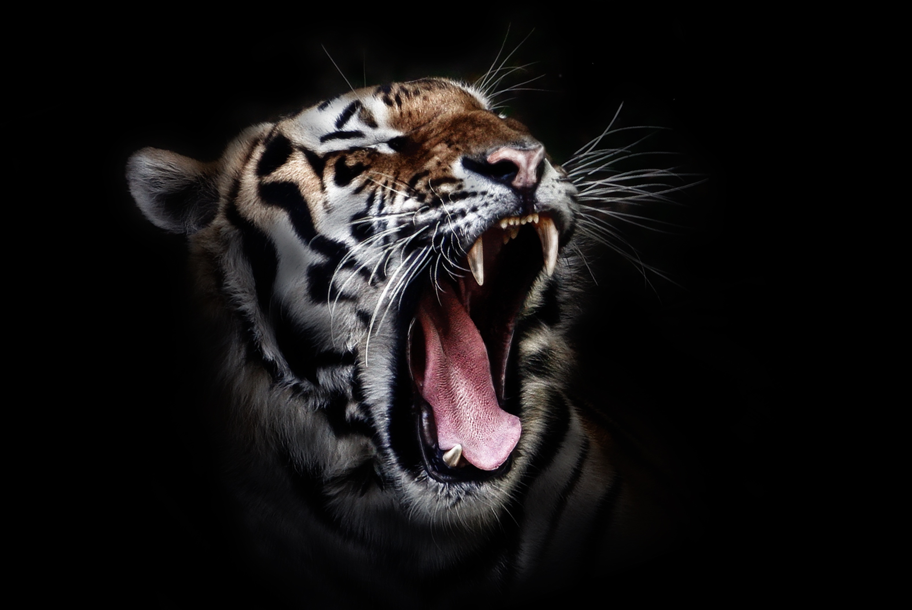 Free photo A tiger yawning on a black background