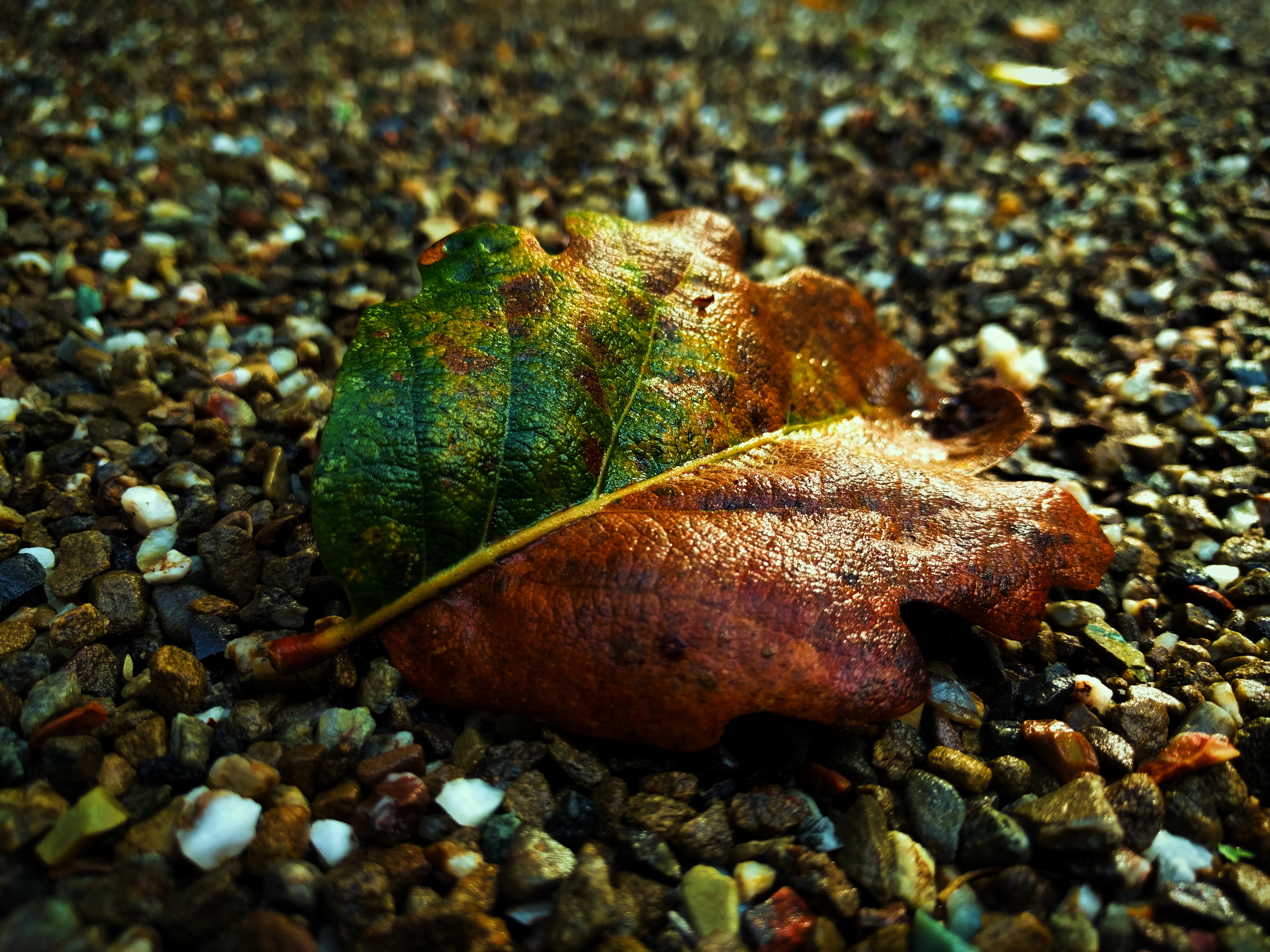 A dry fall leaf lies on a wet pebble