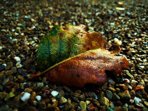 Сухой осенний листик лежит на мокрой гальке