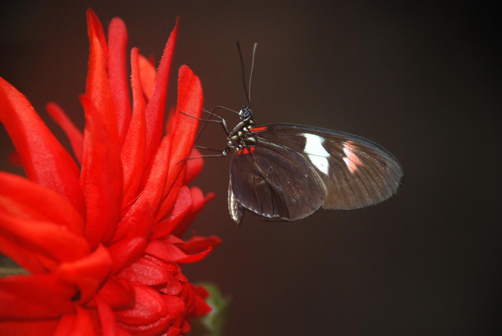 Бесплатное фото Черная бабочка с белыми пятнами на красном цветке