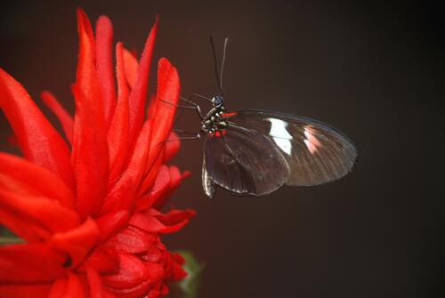 Black butterfly with white spots on a red flower