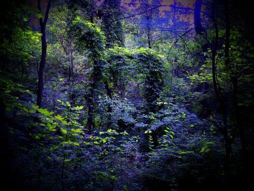 Необычный лес с синими и зелеными листьями