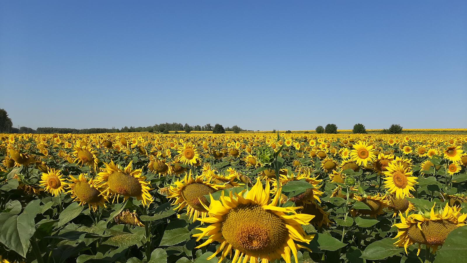 Free photo A large field with many sunflowers