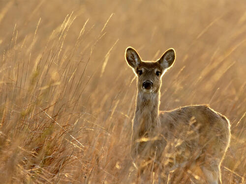A baby deer in the tall grass