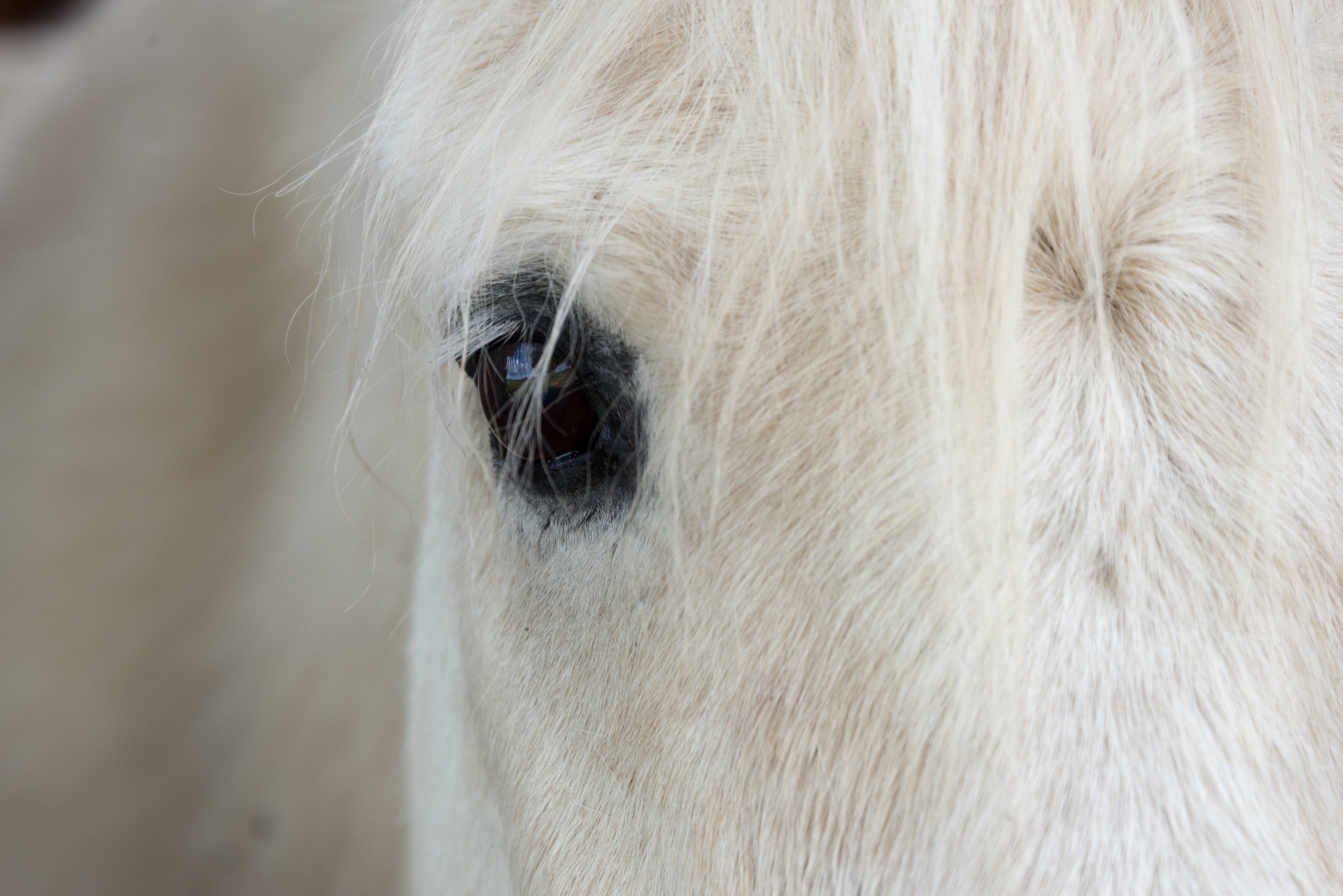 Фото бесплатно белый, лошадь, млекопитающее
