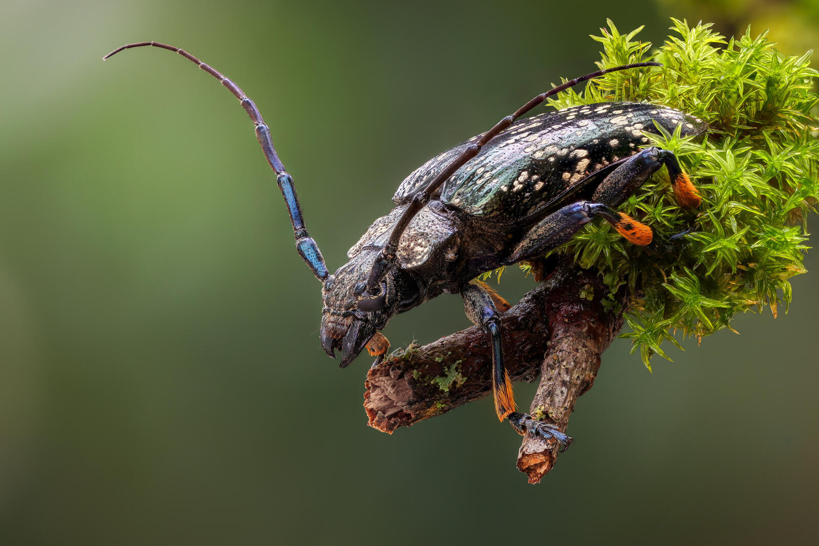 免费照片一只甲虫在有绿色苔藓的树枝上