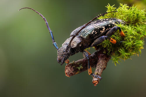A beetle on a branch with green moss
