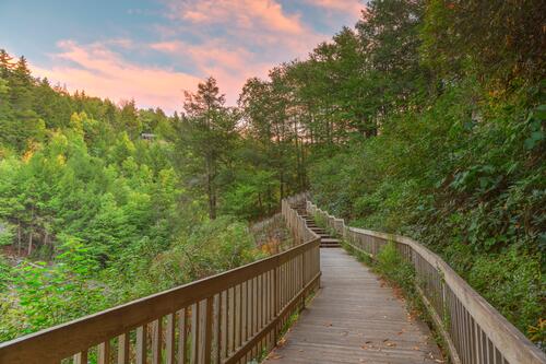 Деревянный мост в летнем лесу