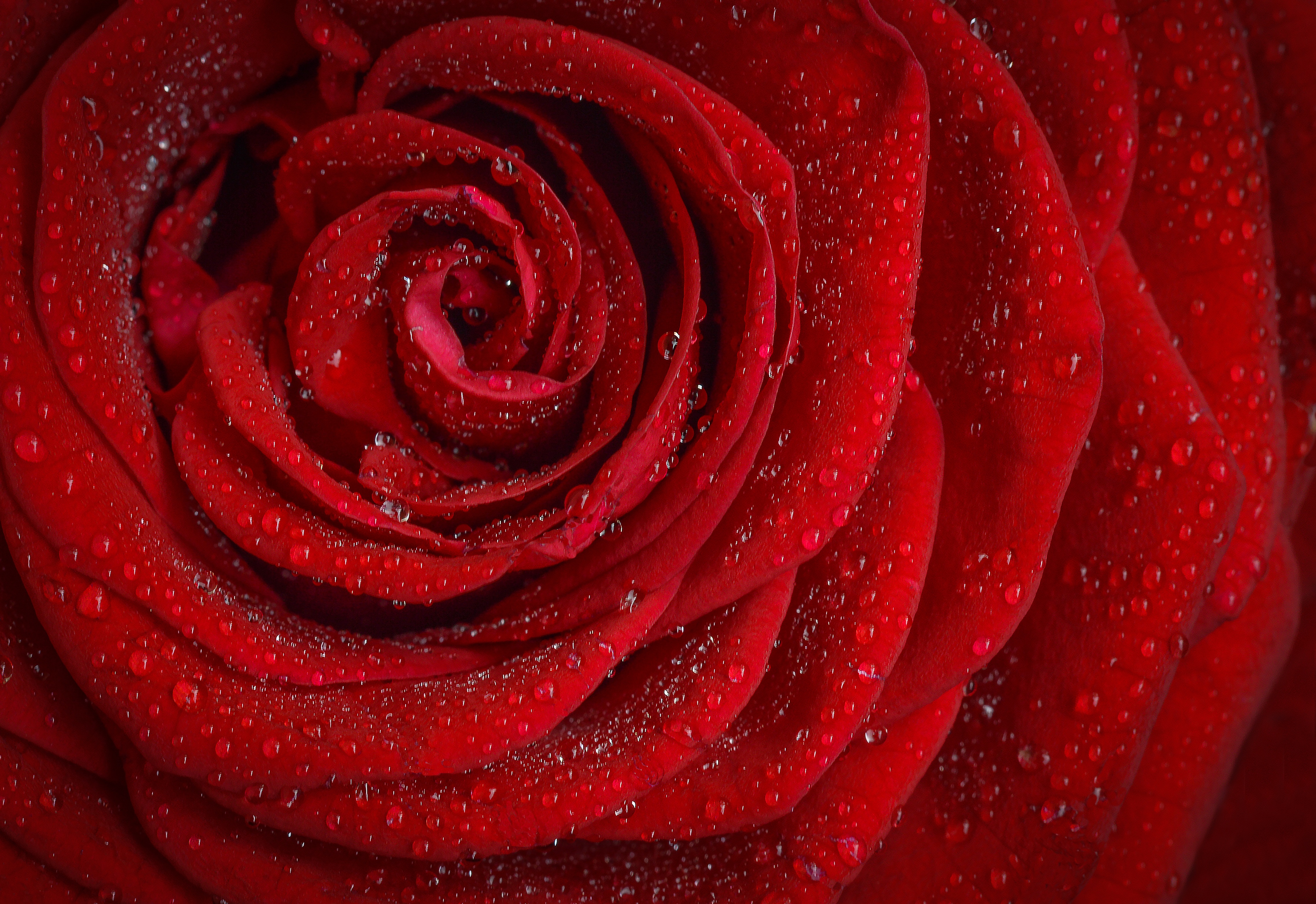 Бутон яркой красной розы с капельками воды