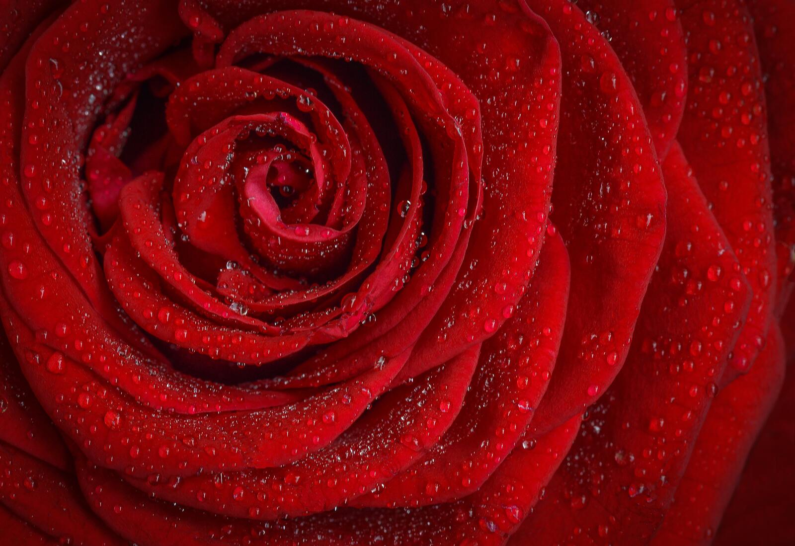 Free photo Bright red rosebud with water droplets