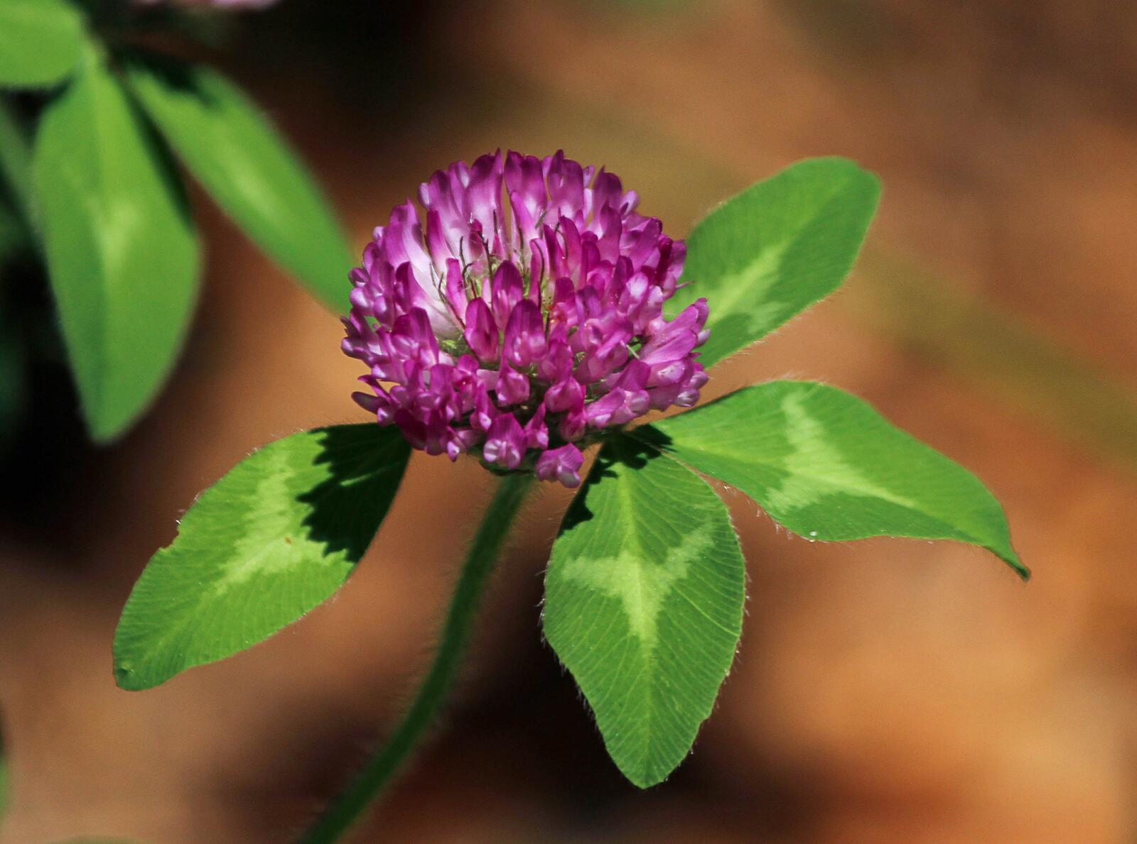 Free photo Red clover flower