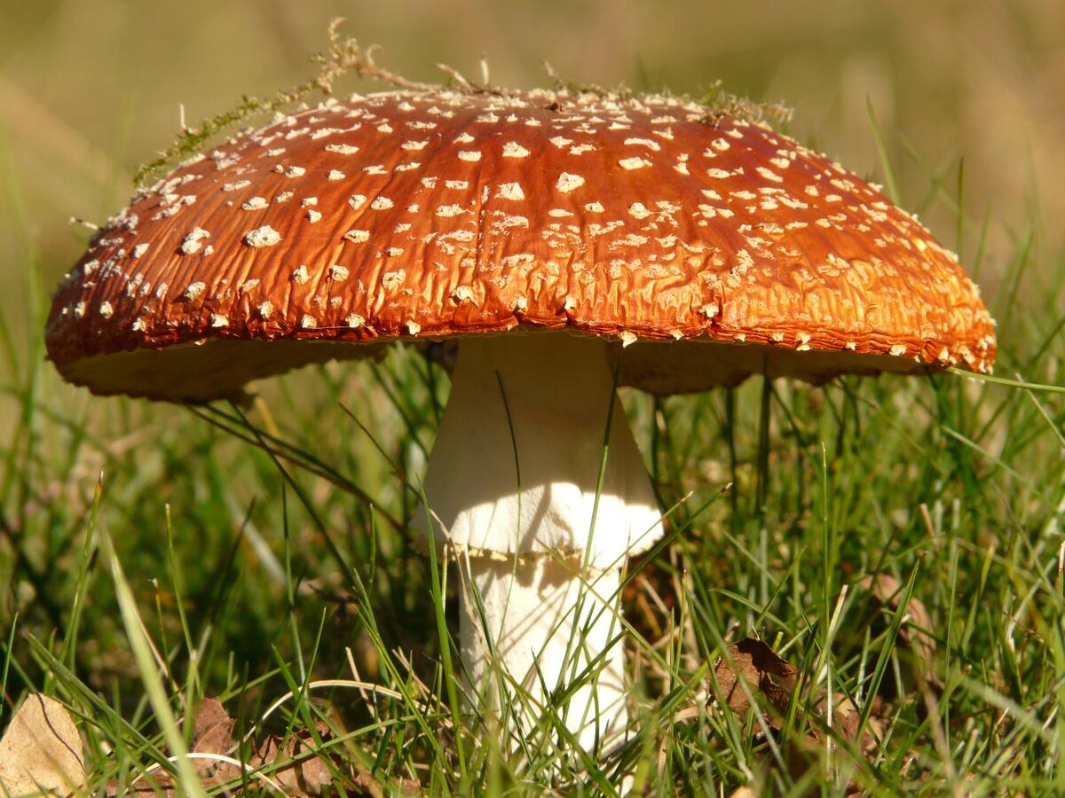 A fly agaric in the green grass