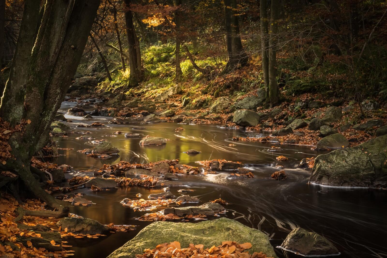 Free photo Autumn forest with a stream