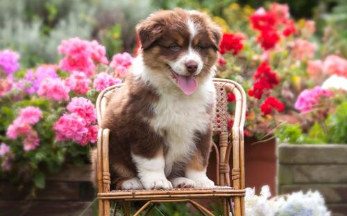 Australian shepherd puppy on a chair among flowers