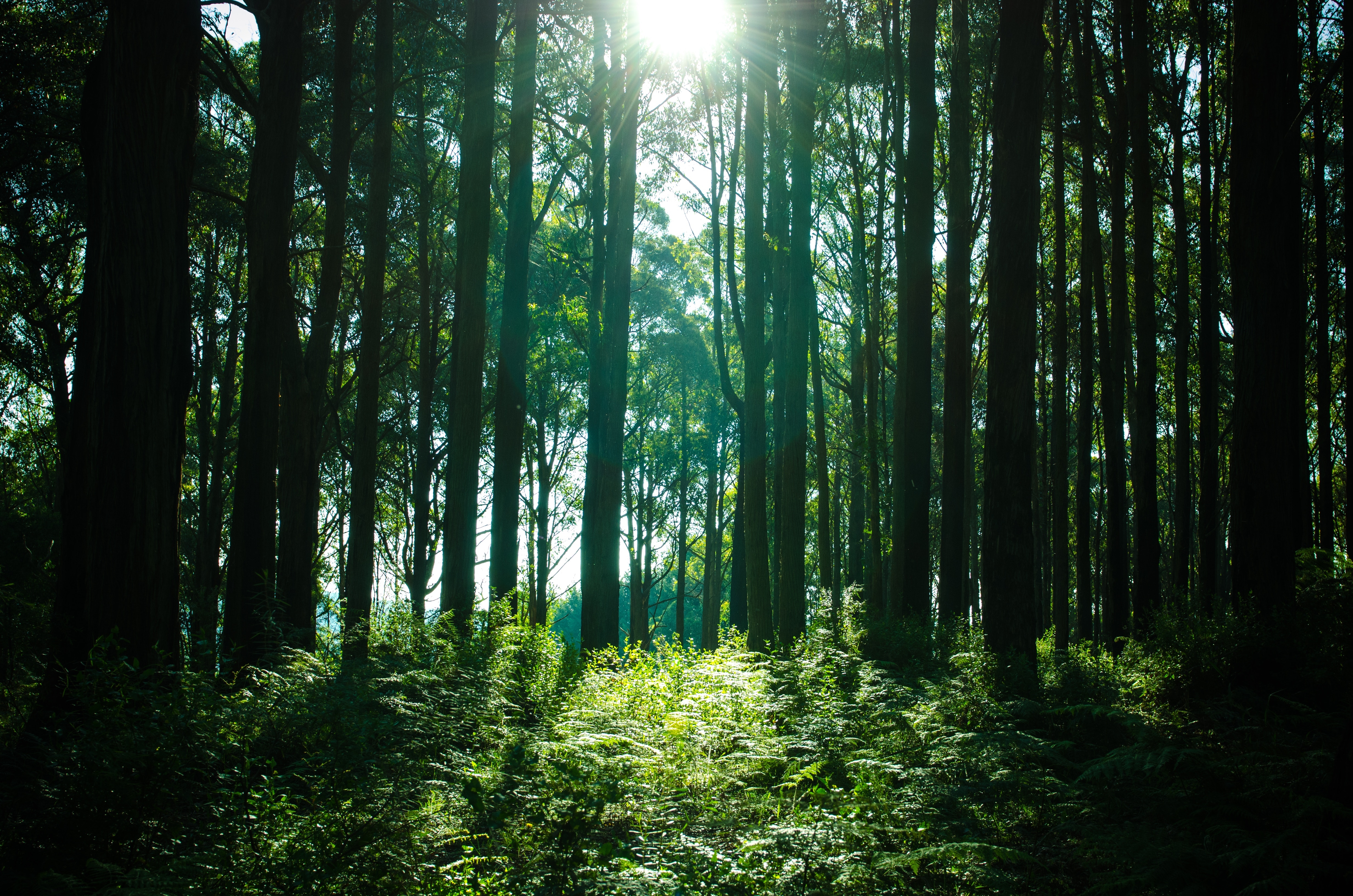 Бесплатное фото Летний лес с высокой зеленой травой