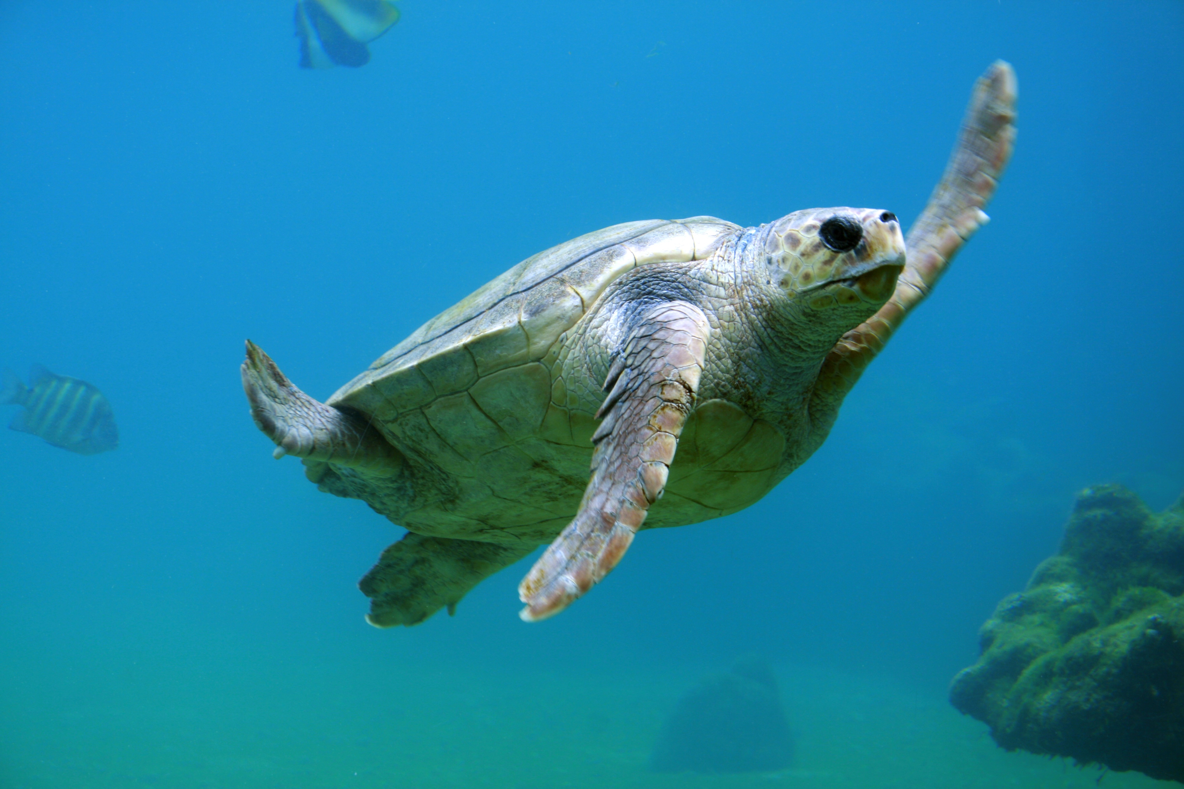 Бесплатное фото Черепаха под водой