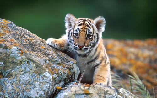 A little tiger cub peeks out from behind a rock.