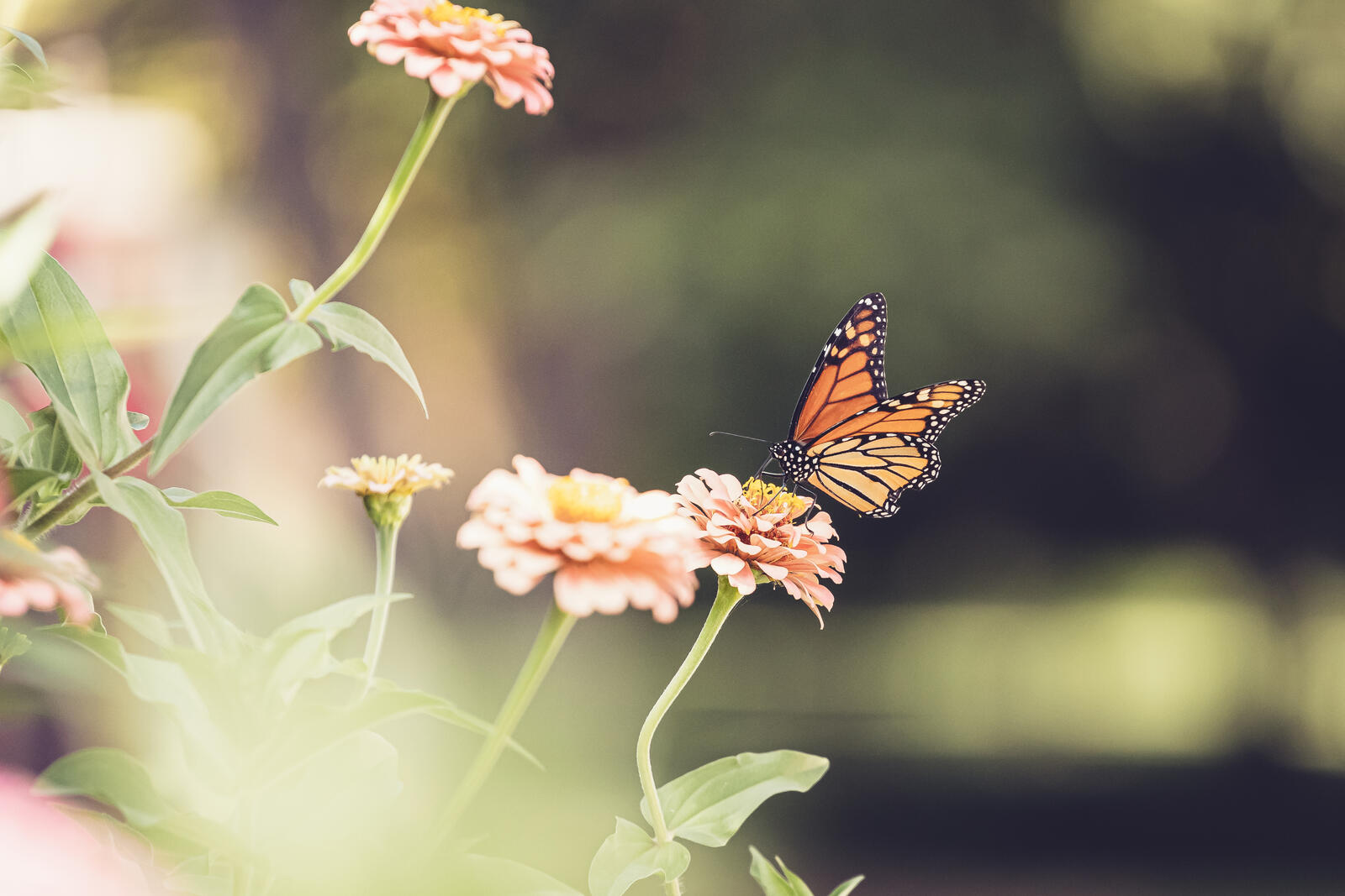 免费照片花上的橙色蝴蝶