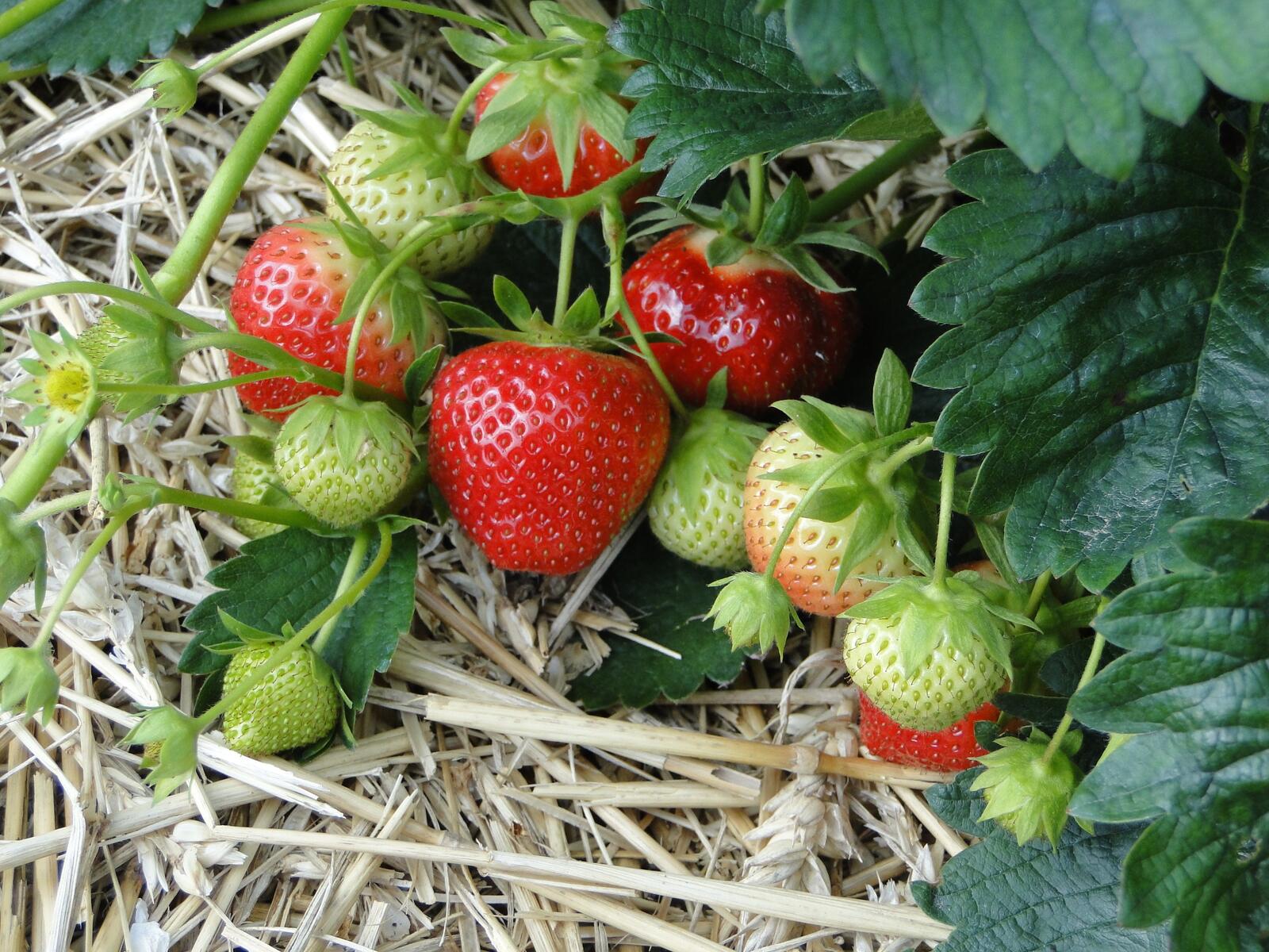 Free photo Strawberries in the flowerbed