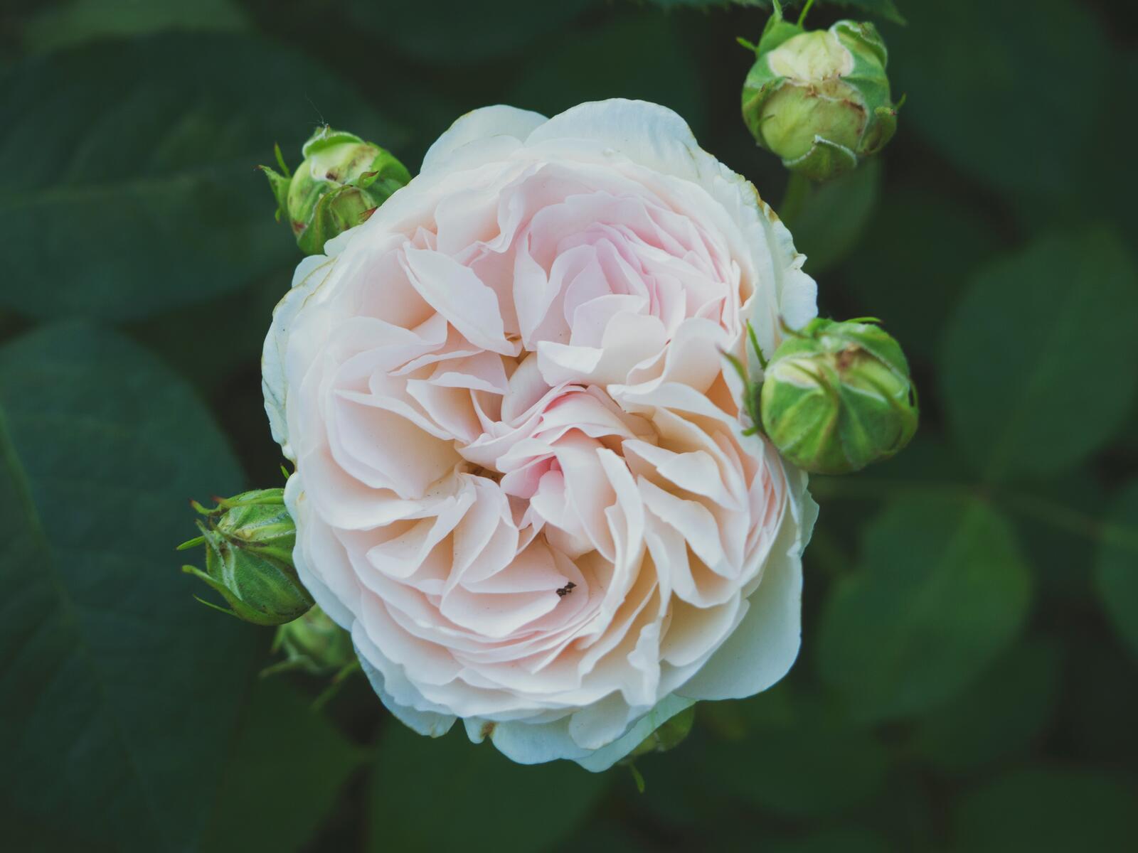 Бесплатное фото Большой бутон розы