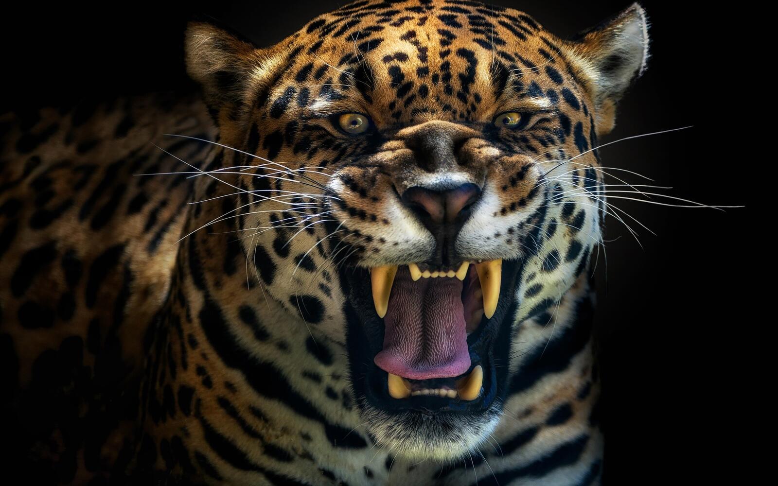 Бесплатное фото Ягуар скалит зубы