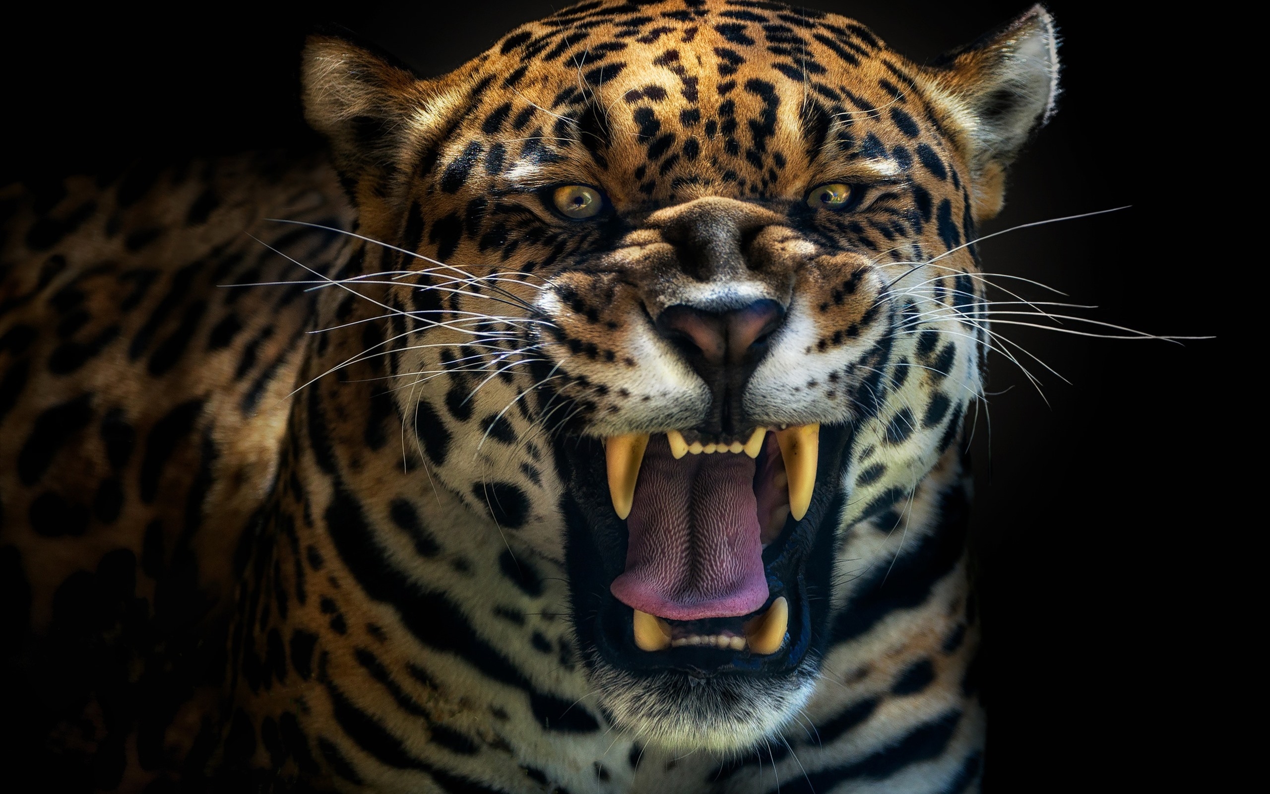 Ягуар скалит зубы