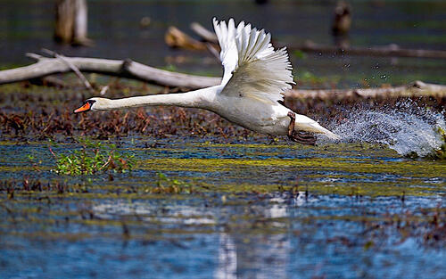 一只白天鹅在水面上飞翔