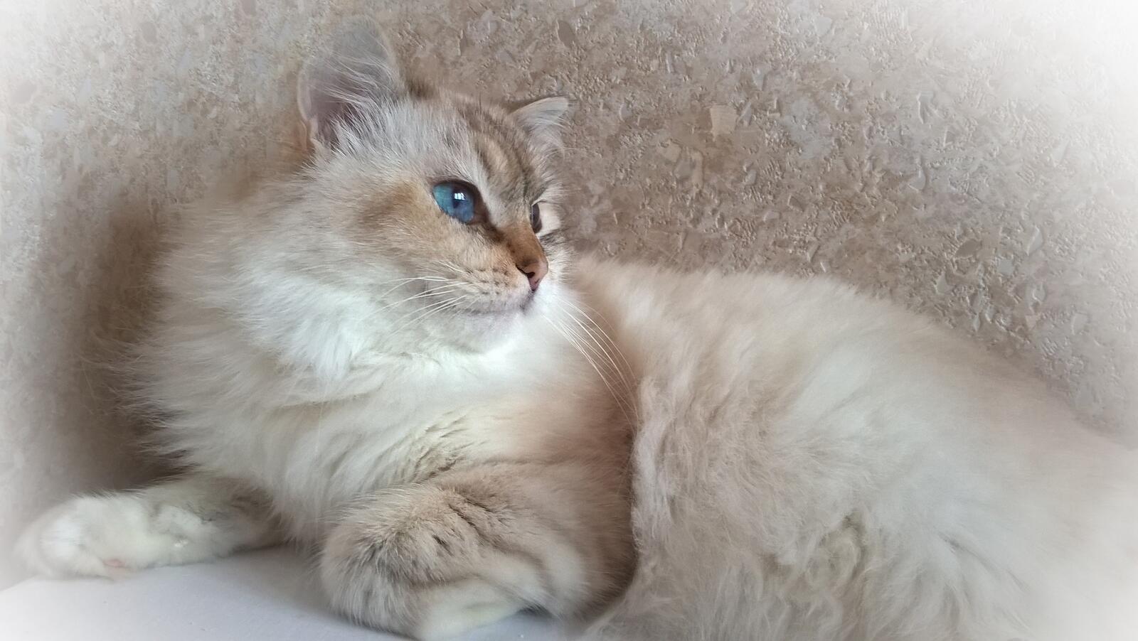 Free photo British blue-eyed cat