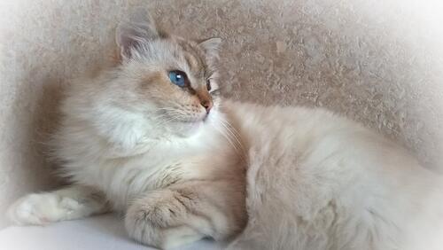 British blue-eyed cat