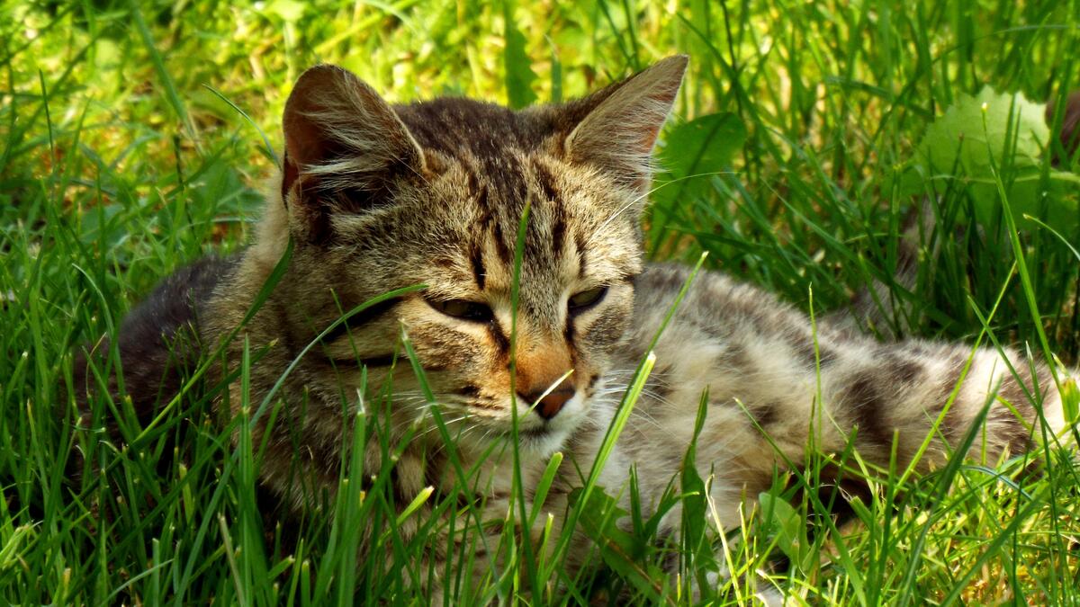 A street cat resting in the green grass